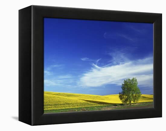 Cottonwood and Canola fields, Whitman County, Washington, USA-Charles Gurche-Framed Premier Image Canvas