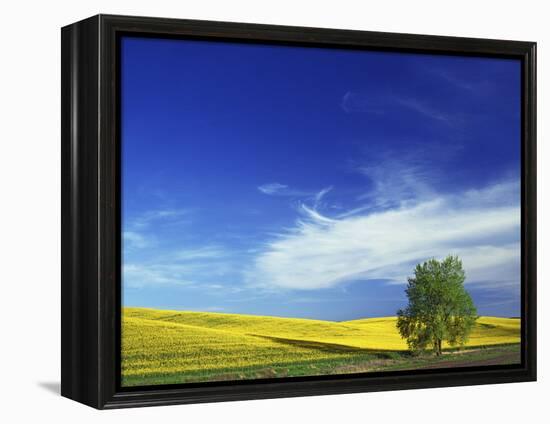 Cottonwood and Canola fields, Whitman County, Washington, USA-Charles Gurche-Framed Premier Image Canvas