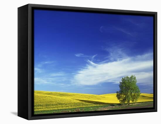 Cottonwood and Canola fields, Whitman County, Washington, USA-Charles Gurche-Framed Premier Image Canvas