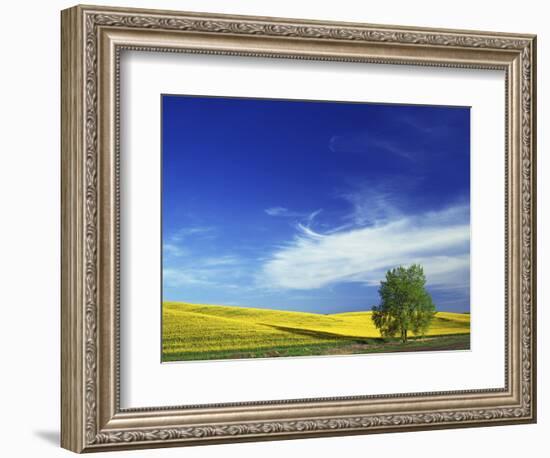 Cottonwood and Canola fields, Whitman County, Washington, USA-Charles Gurche-Framed Photographic Print