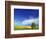 Cottonwood and Canola fields, Whitman County, Washington, USA-Charles Gurche-Framed Photographic Print