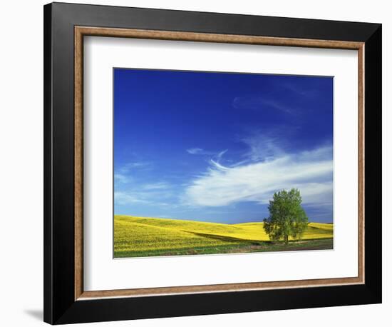 Cottonwood and Canola fields, Whitman County, Washington, USA-Charles Gurche-Framed Photographic Print