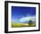 Cottonwood and Canola fields, Whitman County, Washington, USA-Charles Gurche-Framed Photographic Print