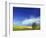 Cottonwood and Canola fields, Whitman County, Washington, USA-Charles Gurche-Framed Photographic Print