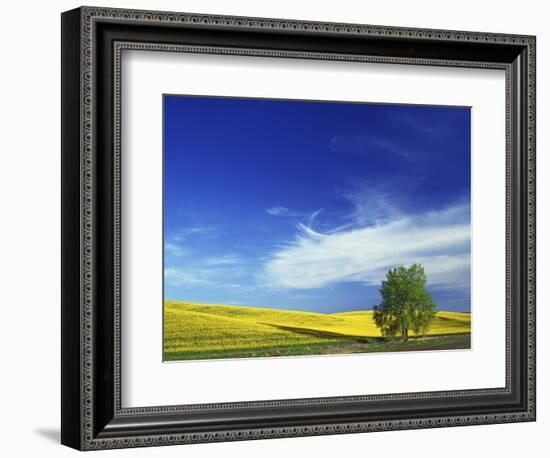 Cottonwood and Canola fields, Whitman County, Washington, USA-Charles Gurche-Framed Photographic Print