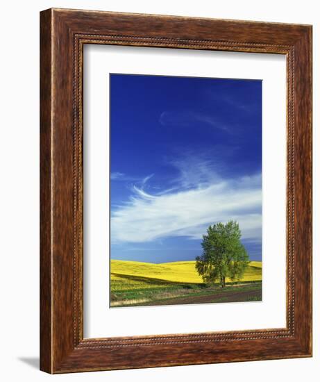 Cottonwood and Canola fields, Whitman County, Washington, USA-Charles Gurche-Framed Photographic Print