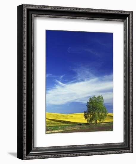 Cottonwood and Canola fields, Whitman County, Washington, USA-Charles Gurche-Framed Photographic Print