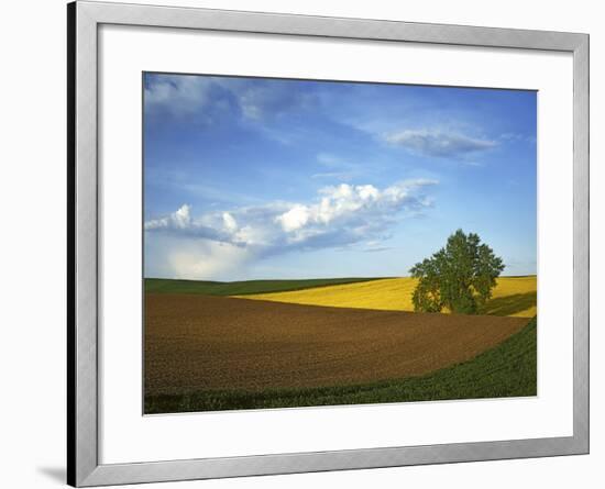 Cottonwood and Palouse Fields, Whitman County, Washington, USA-Charles Gurche-Framed Photographic Print