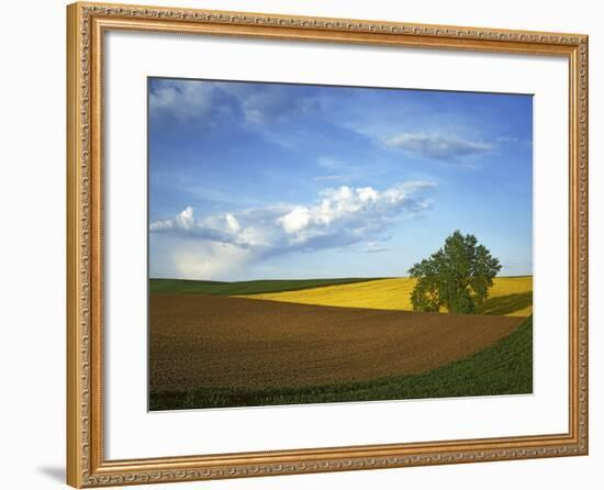 Cottonwood and Palouse Fields, Whitman County, Washington, USA-Charles Gurche-Framed Photographic Print