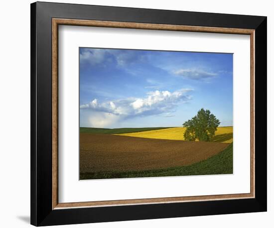 Cottonwood and Palouse Fields, Whitman County, Washington, USA-Charles Gurche-Framed Photographic Print