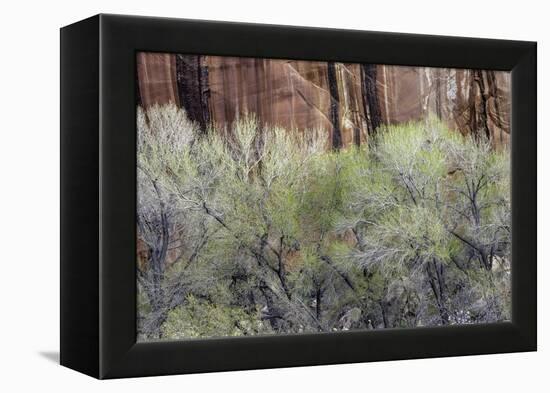 Cottonwood grove grows in canyon, Utah-Art Wolfe-Framed Premier Image Canvas