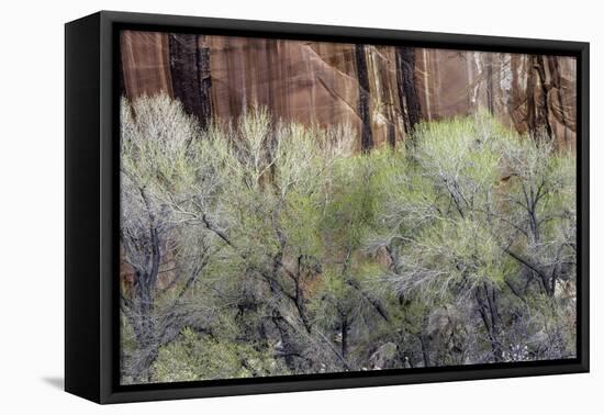 Cottonwood grove grows in canyon, Utah-Art Wolfe-Framed Premier Image Canvas