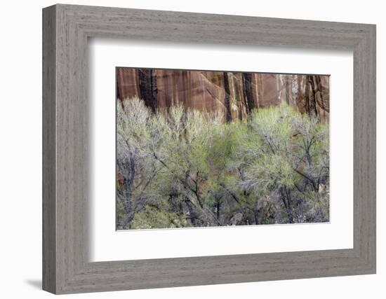 Cottonwood grove grows in canyon, Utah-Art Wolfe-Framed Photographic Print