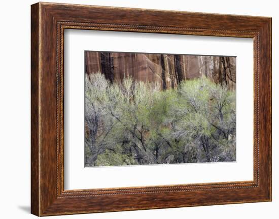 Cottonwood grove grows in canyon, Utah-Art Wolfe-Framed Photographic Print