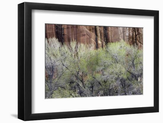 Cottonwood grove grows in canyon, Utah-Art Wolfe-Framed Photographic Print