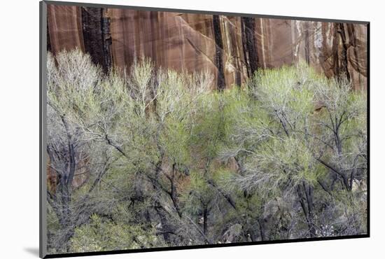 Cottonwood grove grows in canyon, Utah-Art Wolfe-Mounted Photographic Print