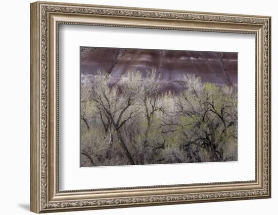 Cottonwood grove grows in canyon, Utah-Art Wolfe-Framed Photographic Print