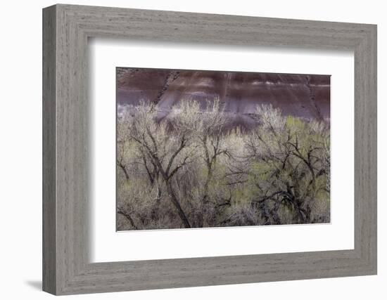 Cottonwood grove grows in canyon, Utah-Art Wolfe-Framed Photographic Print