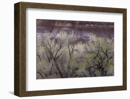 Cottonwood grove grows in canyon, Utah-Art Wolfe-Framed Photographic Print