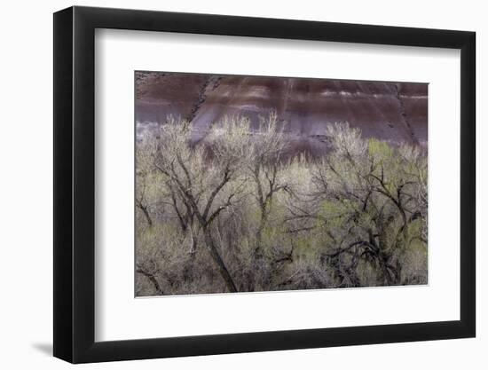 Cottonwood grove grows in canyon, Utah-Art Wolfe-Framed Photographic Print