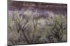 Cottonwood grove grows in canyon, Utah-Art Wolfe-Mounted Photographic Print