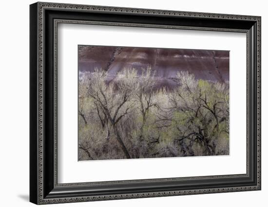 Cottonwood grove grows in canyon, Utah-Art Wolfe-Framed Photographic Print