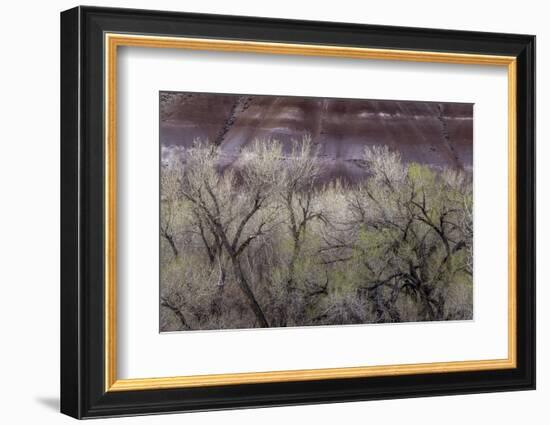 Cottonwood grove grows in canyon, Utah-Art Wolfe-Framed Photographic Print