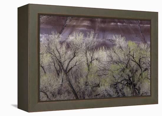 Cottonwood grove grows in canyon, Utah-Art Wolfe-Framed Premier Image Canvas