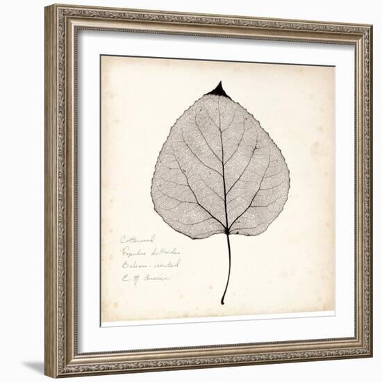 Cottonwood Leaf-Booker Morey-Framed Art Print