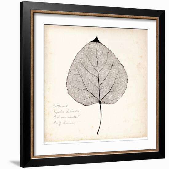 Cottonwood Leaf-Booker Morey-Framed Art Print