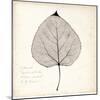 Cottonwood Leaf-Booker Morey-Mounted Art Print