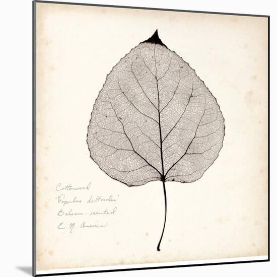 Cottonwood Leaf-Booker Morey-Mounted Art Print