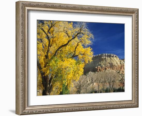 Cottonwood, Rio Arriba County, New Mexico, USA-Michael Snell-Framed Photographic Print