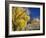 Cottonwood, Rio Arriba County, New Mexico, USA-Michael Snell-Framed Photographic Print