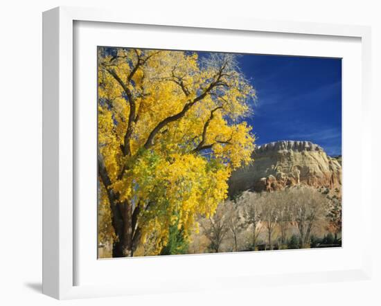 Cottonwood, Rio Arriba County, New Mexico, USA-Michael Snell-Framed Photographic Print