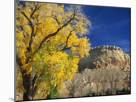 Cottonwood, Rio Arriba County, New Mexico, USA-Michael Snell-Mounted Photographic Print