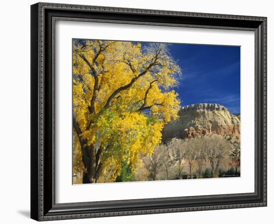 Cottonwood, Rio Arriba County, New Mexico, USA-Michael Snell-Framed Photographic Print