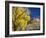 Cottonwood, Rio Arriba County, New Mexico, USA-Michael Snell-Framed Photographic Print