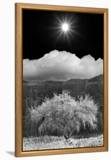 Cottonwood & Sunbeams, Canyon de Chelly, Arizona 10-Monte Nagler-Framed Premier Image Canvas