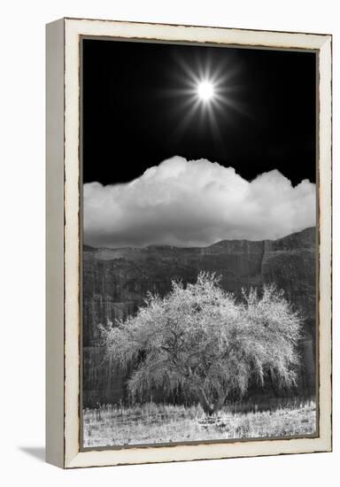 Cottonwood & Sunbeams, Canyon de Chelly, Arizona 10-Monte Nagler-Framed Premier Image Canvas