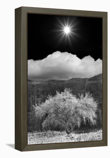 Cottonwood & Sunbeams, Canyon de Chelly, Arizona 10-Monte Nagler-Framed Premier Image Canvas