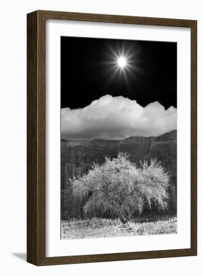 Cottonwood & Sunbeams, Canyon de Chelly, Arizona 10-Monte Nagler-Framed Photographic Print