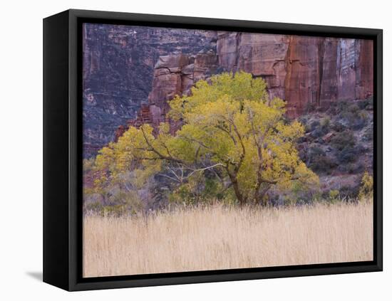 Cottonwood Tree and Reeds, Zion National Park in Autumn, Utah, USA-Jean Brooks-Framed Premier Image Canvas