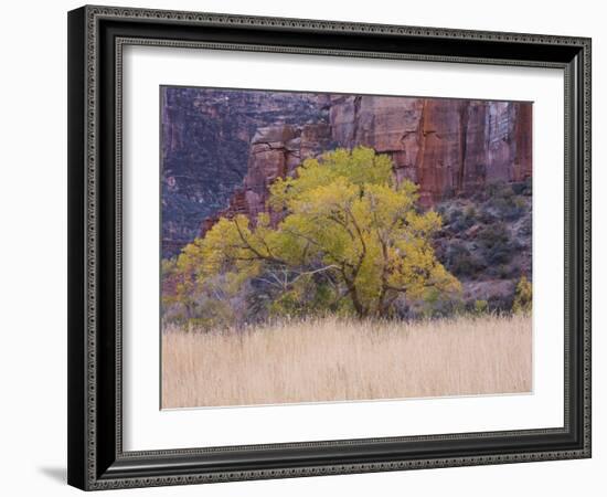 Cottonwood Tree and Reeds, Zion National Park in Autumn, Utah, USA-Jean Brooks-Framed Photographic Print