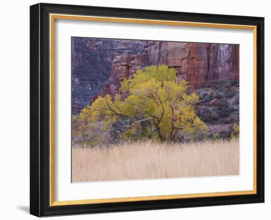 Cottonwood Tree and Reeds, Zion National Park in Autumn, Utah, USA-Jean Brooks-Framed Photographic Print