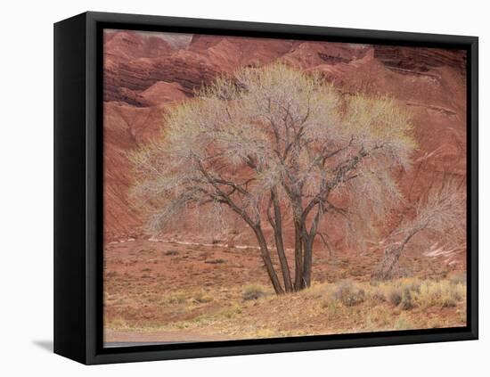 Cottonwood Tree, Capitol Reef National Park, Utah, United States of America, North America-Jean Brooks-Framed Premier Image Canvas