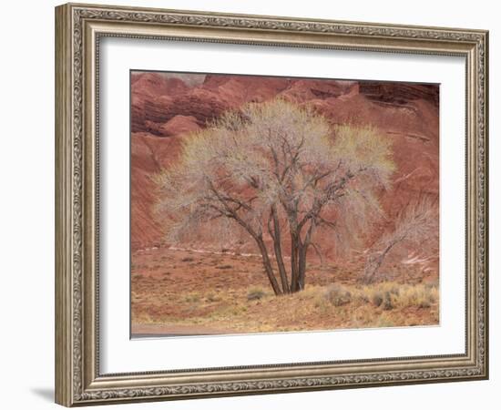 Cottonwood Tree, Capitol Reef National Park, Utah, United States of America, North America-Jean Brooks-Framed Photographic Print