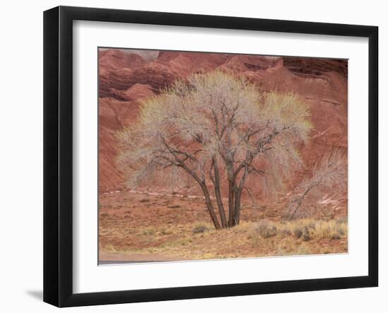 Cottonwood Tree, Capitol Reef National Park, Utah, United States of America, North America-Jean Brooks-Framed Photographic Print