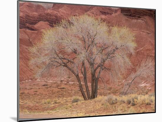 Cottonwood Tree, Capitol Reef National Park, Utah, United States of America, North America-Jean Brooks-Mounted Photographic Print