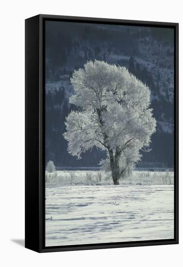 Cottonwood Tree Covered In Ice-Magrath Photography-Framed Premier Image Canvas